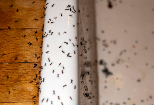 Best Residential Pest Control  in Riverdale Park, MD