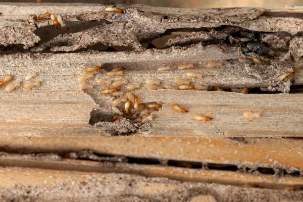 Best Termite Control Services  in Riverdale Park, MD